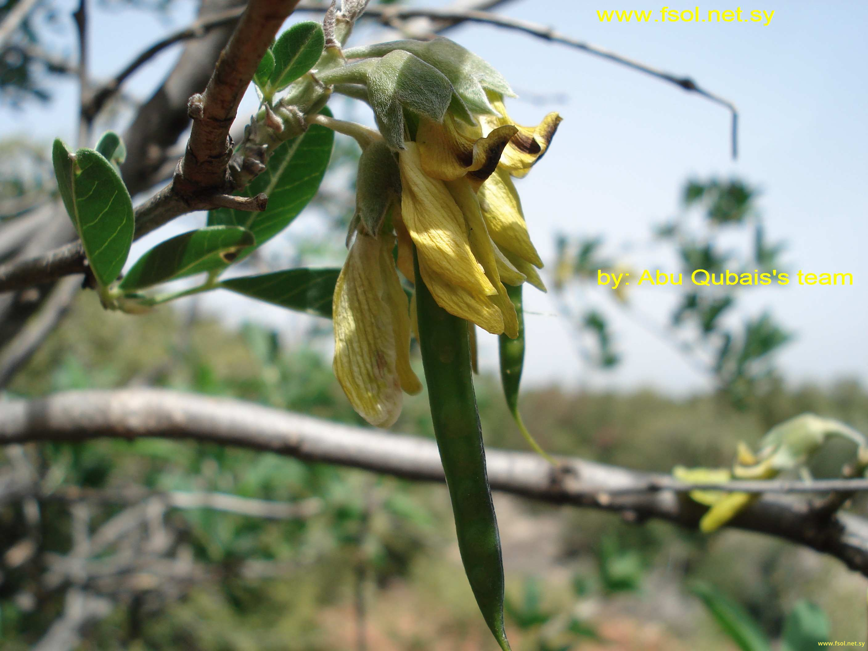 Anagyris foetida L.